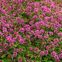 Creeping thyme plants creating a colorful ground cover in sunny garden borders