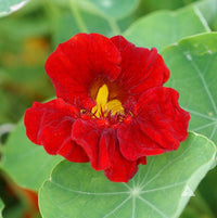 Maroon Nasturtium Flower Seeds Colorful Display Heirloom & GMO Free Seeds for Home Garden
 
 Sale