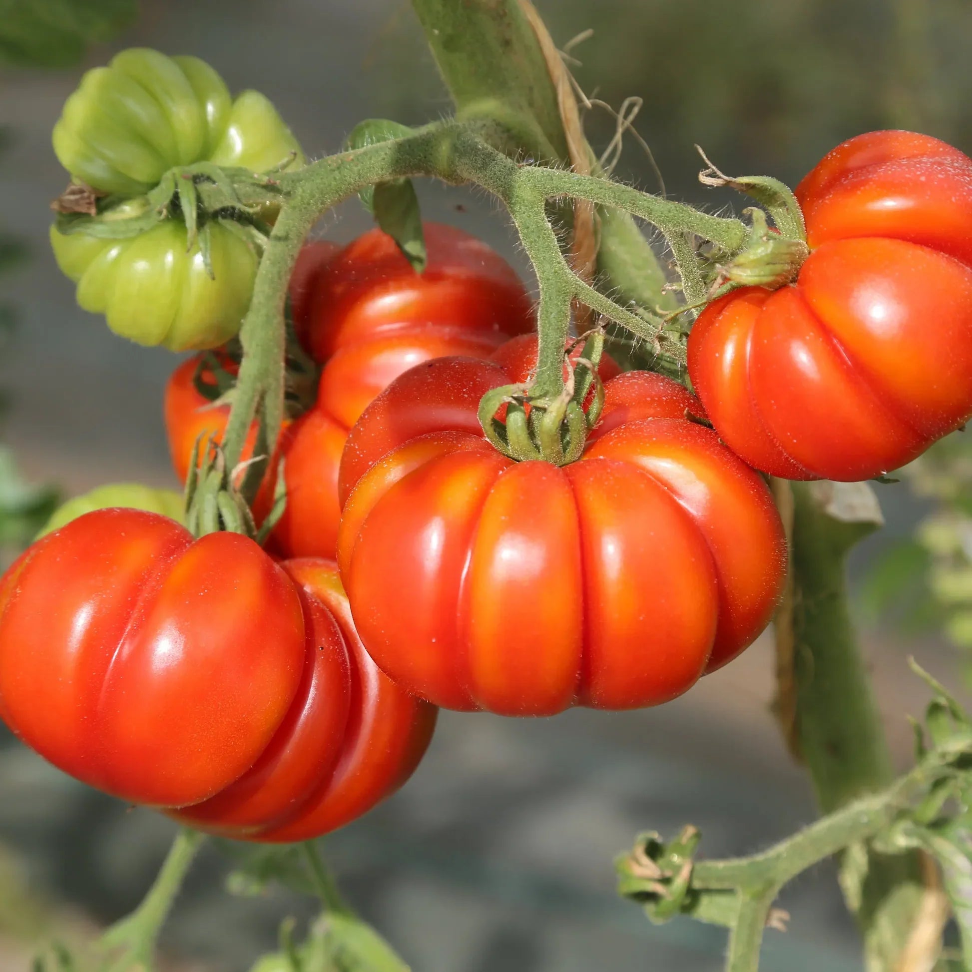 Heirloom Costoluto Genovese tomato plant with ribbed red tomatoes.