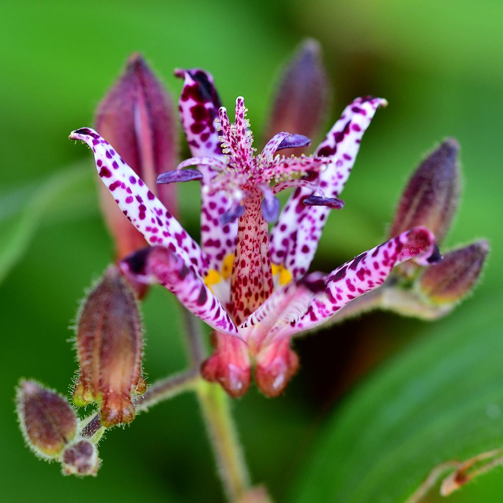 Raspberry Mousse Toad Lily Roots for Shade Gardens, Borders, Containers & Outdoor Landscapes