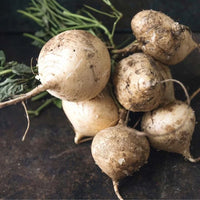 Heirloom Jicama Vegetable Seeds