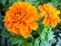 Mixed Sinensis Patula Flower Seeds for Planting
