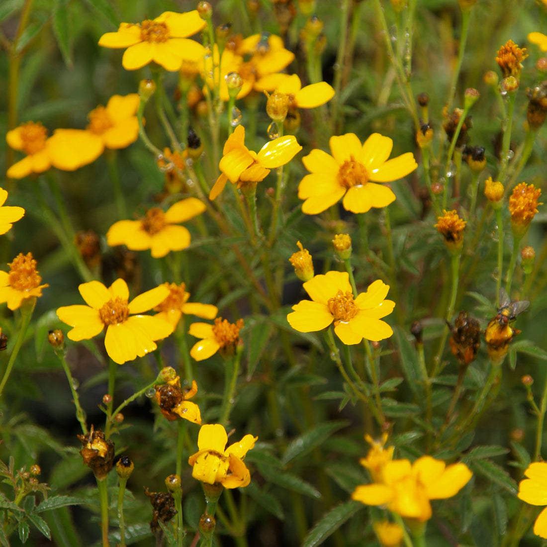 Yellow Tagetes Lemmonii Flower seeds for Planting - Pollinator Friendly, Heirloom & GMO Free Seeds for Home Garden