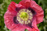 Tall Giant Giganteum poppy plants growing in a cottage-style flower garden.