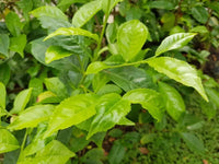 Tea Plant Seeds – Evergreen Herbal Garden Plant for Home Growing