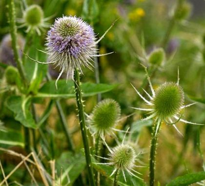 Close-up of purple Wild Teasel flower heads surrounded by green foliage.
