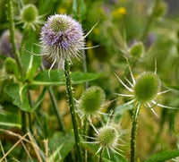 Close-up of purple Wild Teasel flower heads surrounded by green foliage.