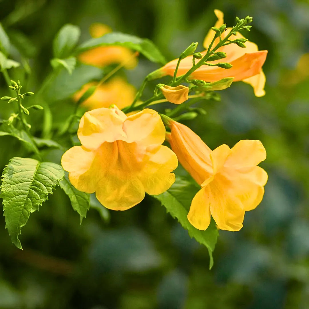 Tecoma Flower seeds for Planting - Long Bloom Season, Heirloom & GMO Free Seeds for Home Garden