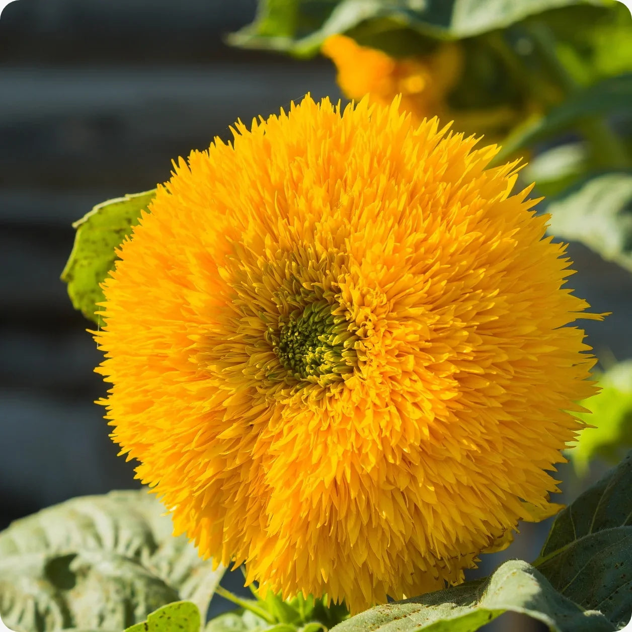 Teddy Bear Dwarf Sunflower Seeds with golden double blooms