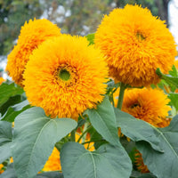 Teddy Bear Dwarf Sunflowers planted in a sunny garden space