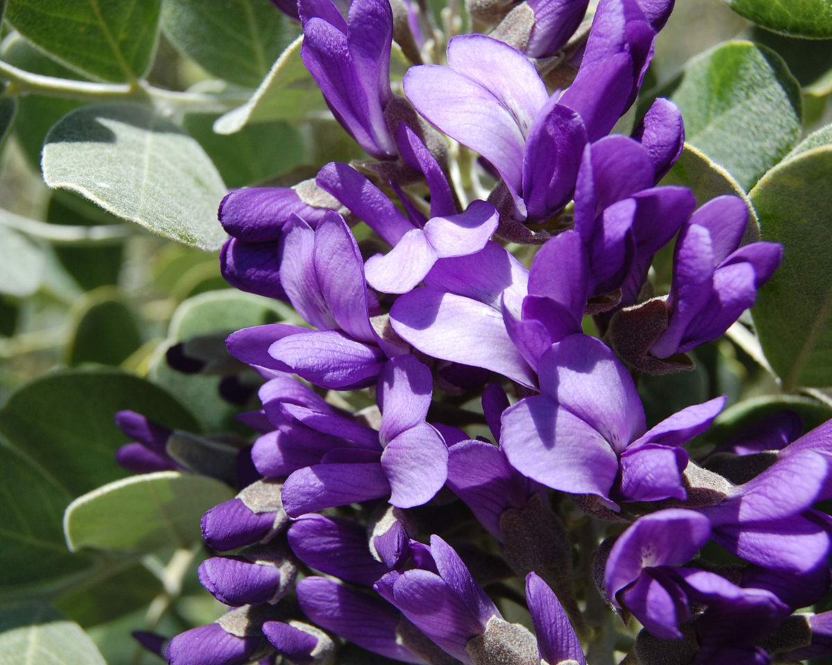 Non GMO Texas Laurel seeds