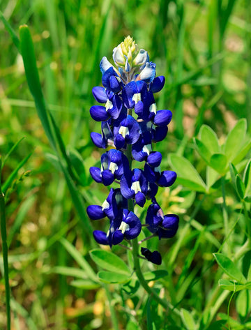 Blue Bonnet Flower seeds for Planting - Cottage Garden Essential, Heirloom & GMO Free Seeds for Home Garden