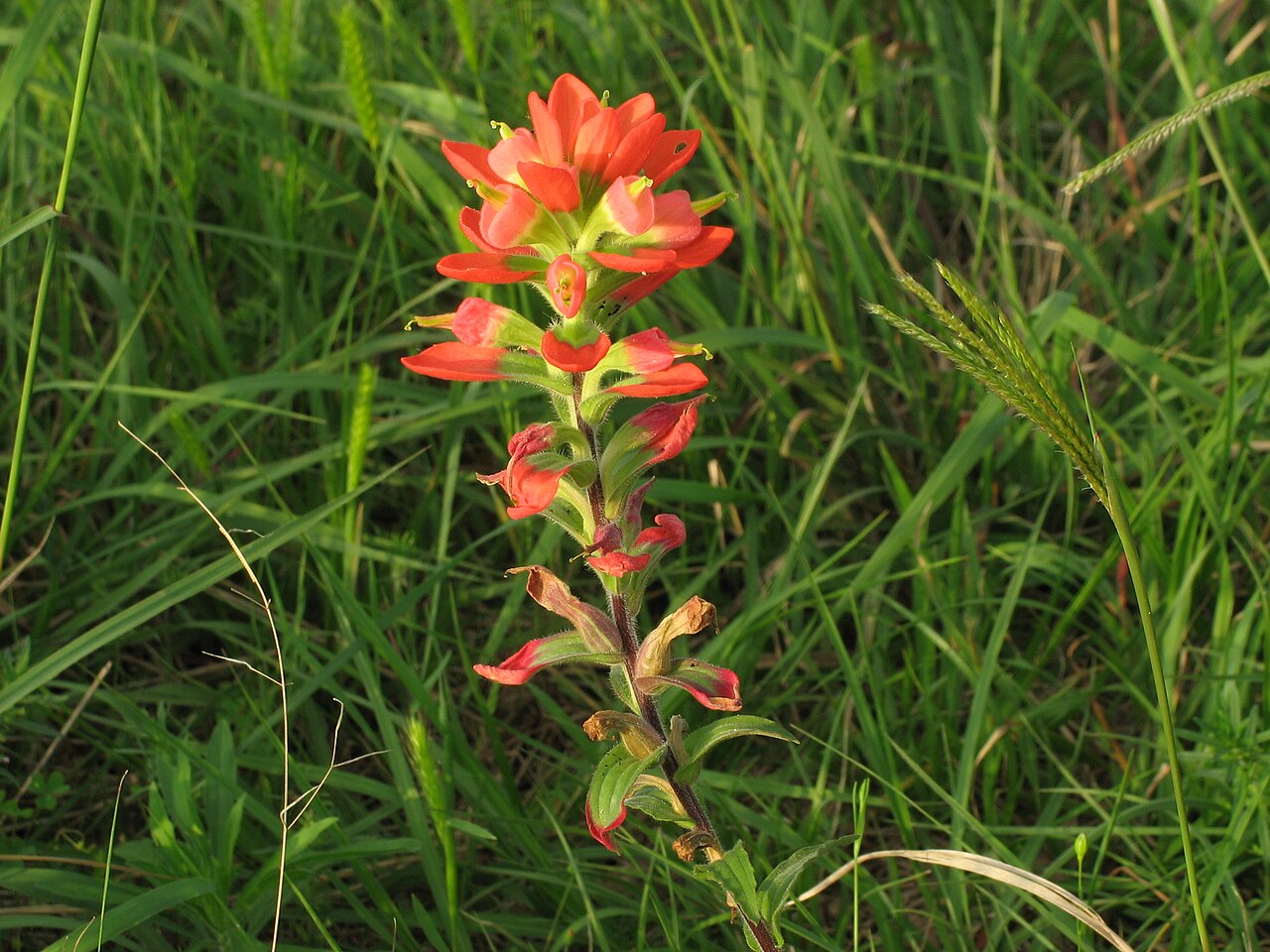 Indian Paintbrush Castilleja Indivisa Seeds for Planting Wild Garden Flower Border