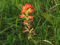 Indian Paintbrush Castilleja Indivisa Seeds for Planting Wild Garden Flower Border
