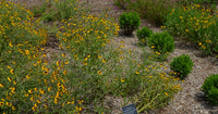 Helenium "Tiny Dancer" Purple Headed Seeds for Compact, Purple Helenium