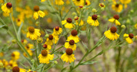 Helenium "Tiny Dancer" Purple Headed Seeds for Compact, Purple Helenium