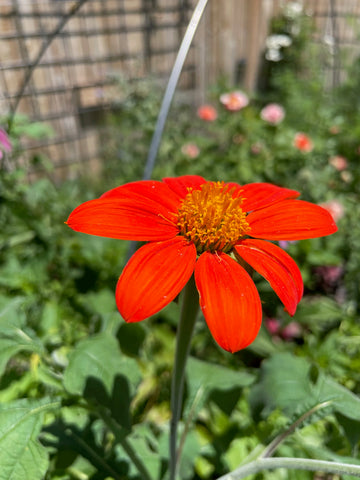 Red Tithonia Rotundifolia Flower seeds for Planting - Premium Quality, Heirloom & GMO Free Seeds for Home Garden