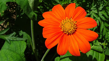 Orange Tithonia Flower Seeds for Planting | Vibrant Annual Blooms