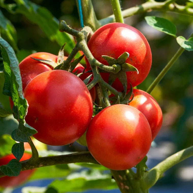 Hybrid Tomato Seeds – Productive Tomato Variety for Home Garden Growing