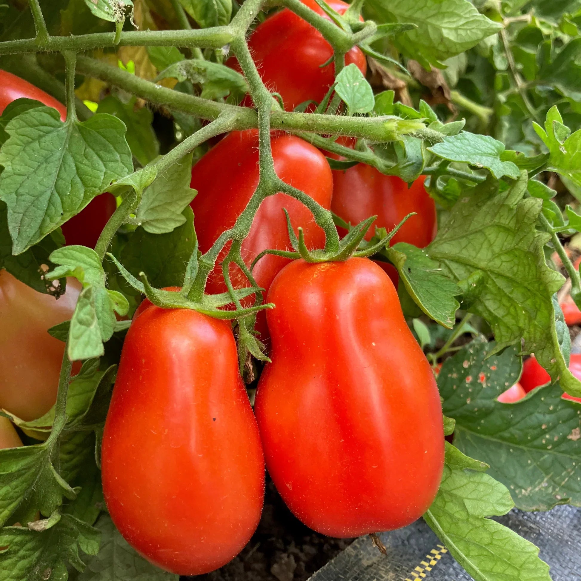 Freshly harvested San Marzano paste tomatoes ready for culinary use