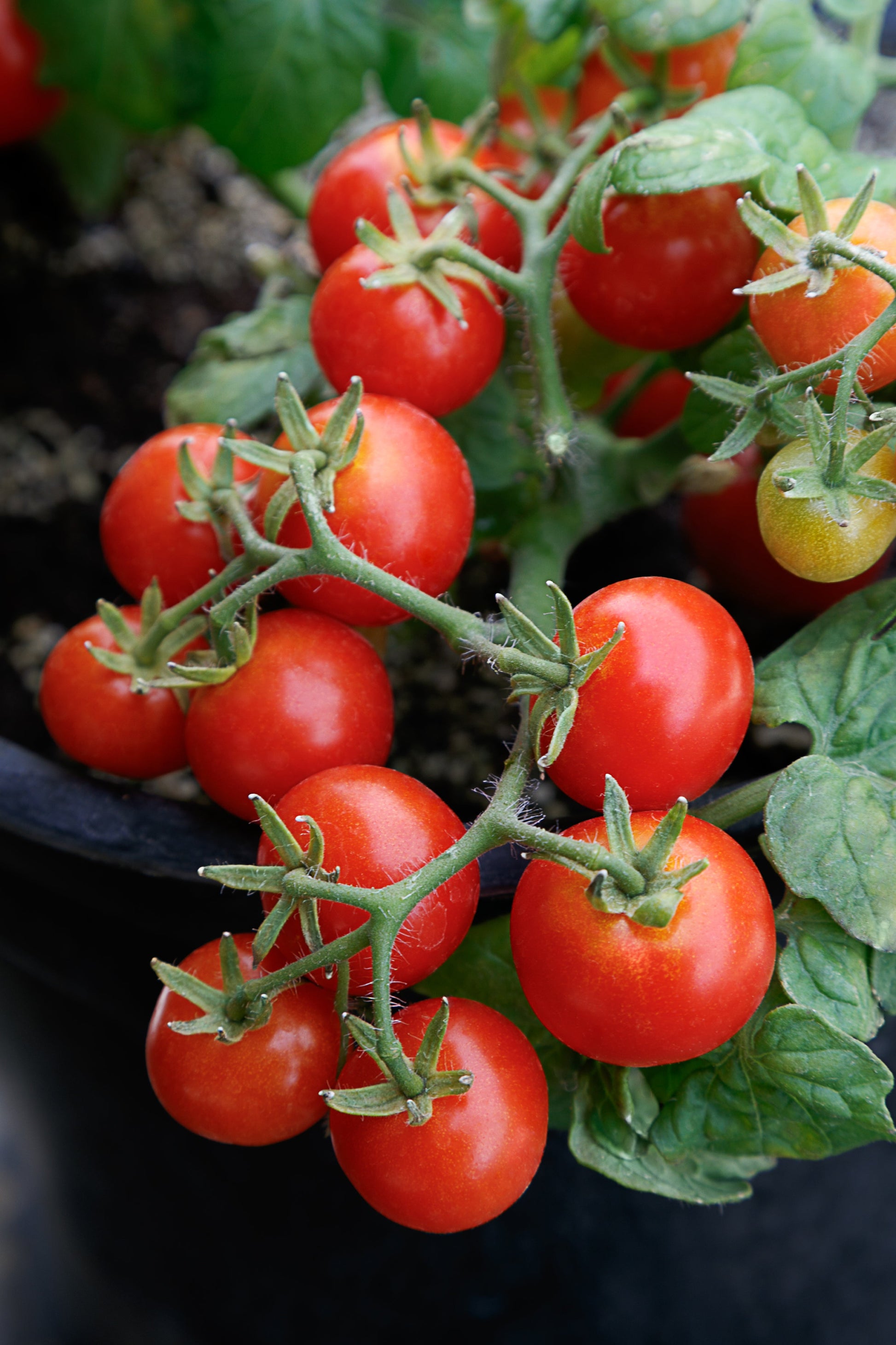 Dwarf Red Robin tomato seeds for planting in containers and home gardens.