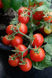 Dwarf Red Robin tomato seeds for planting in containers and home gardens.