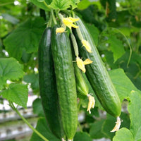 Persian Beit Alpha Lebanese cucumber seeds for planting in home vegetable gardens.