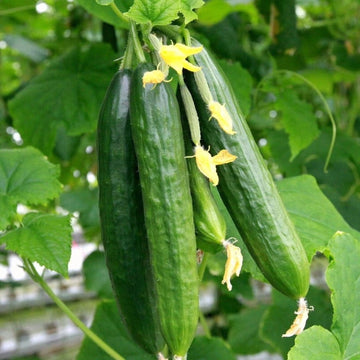 Persian Beit Alpha Lebanese cucumber seeds for planting in home vegetable gardens.