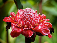Red Etlingera Flower seeds for Planting - Compact Growth, Heirloom & GMO Free Seeds for Home Garden