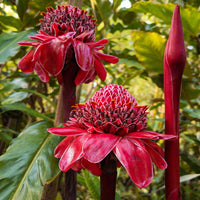 Torch Ginger Flower seeds for Planting Perfect for Borders Heirloom & GMO Free Seeds for Home Garden