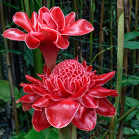 Red Green Torch Ginger Flower seeds for Planting - Easy to Grow, Heirloom & GMO Free Seeds for Home Garden
