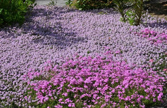 Trailing Arbutus ground cover flowering plant growing in a woodland-style garden