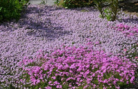 Trailing Arbutus ground cover flowering plant growing in a woodland-style garden