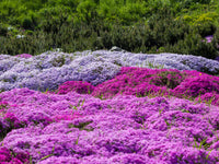 Trailing Arbutus plant with delicate blooms and green foliage in a natural setting