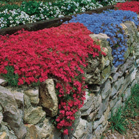 Trailing Arbutus seeds and delicate flowering ground cover plant for garden planting
