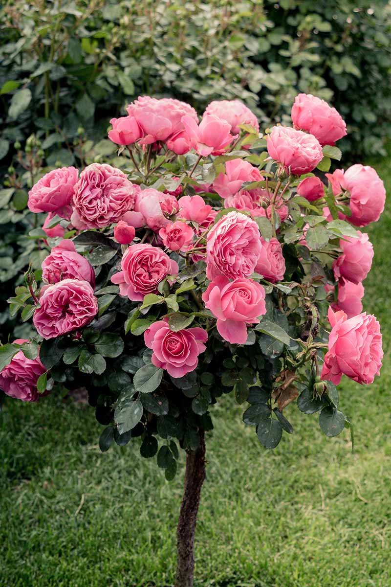 Rose Tree Flower seeds for Planting Sun Loving Heirloom & GMO Free Seeds for Home Garden