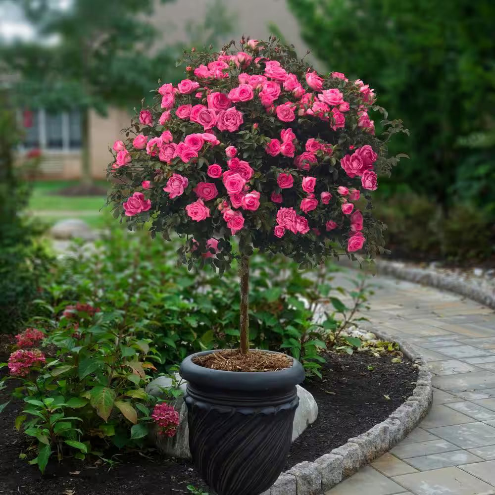 Non GMO Tricolor Rose seeds
