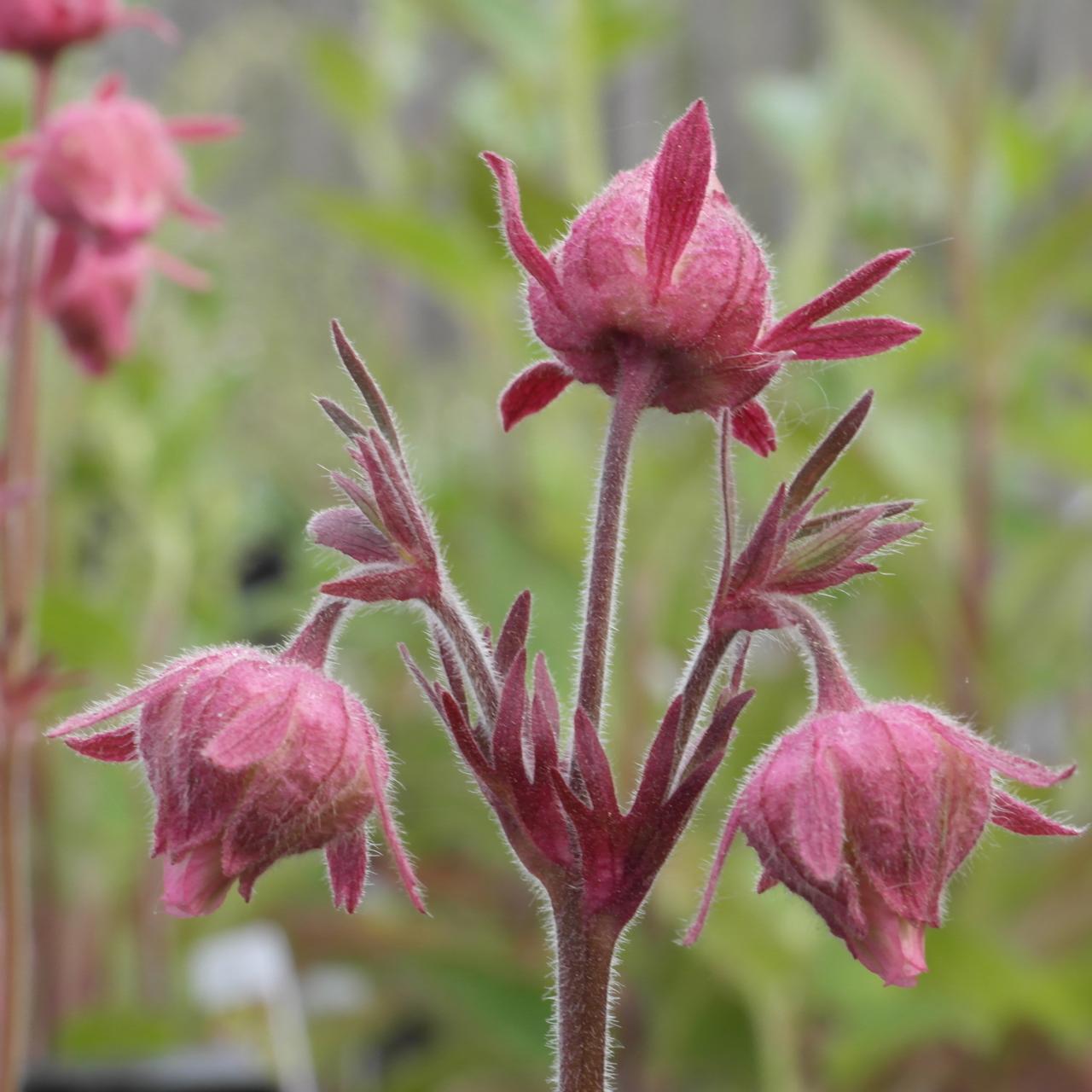 Ornamental Triflorum flowering seeds for gardens