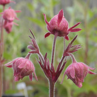 Ornamental Triflorum flowering seeds for gardens