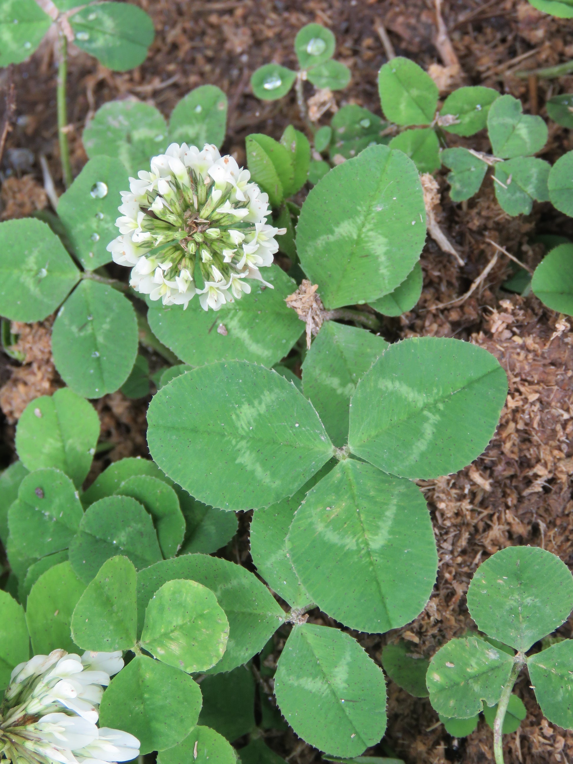 Green Clover Flower seeds for Planting - Shade Tolerant, Heirloom & GMO Free Seeds for Home Garden