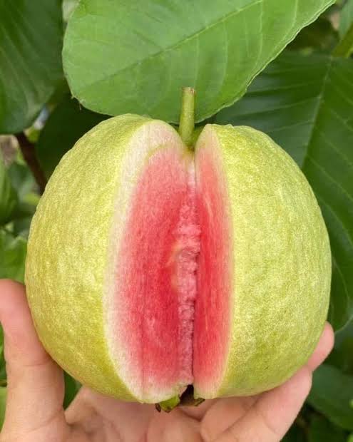 Tropical Strawberry Guava Plant with Pink Fruits