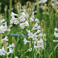 Tuberose Flower seeds for Planting - Vibrant Colors, Heirloom & GMO Free Seeds for Home Garden