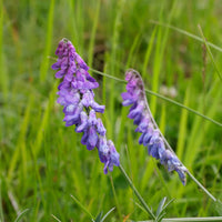Blue Vetch Flower seeds for Planting - Shade Tolerant, Heirloom & GMO Free Seeds for Home Garden