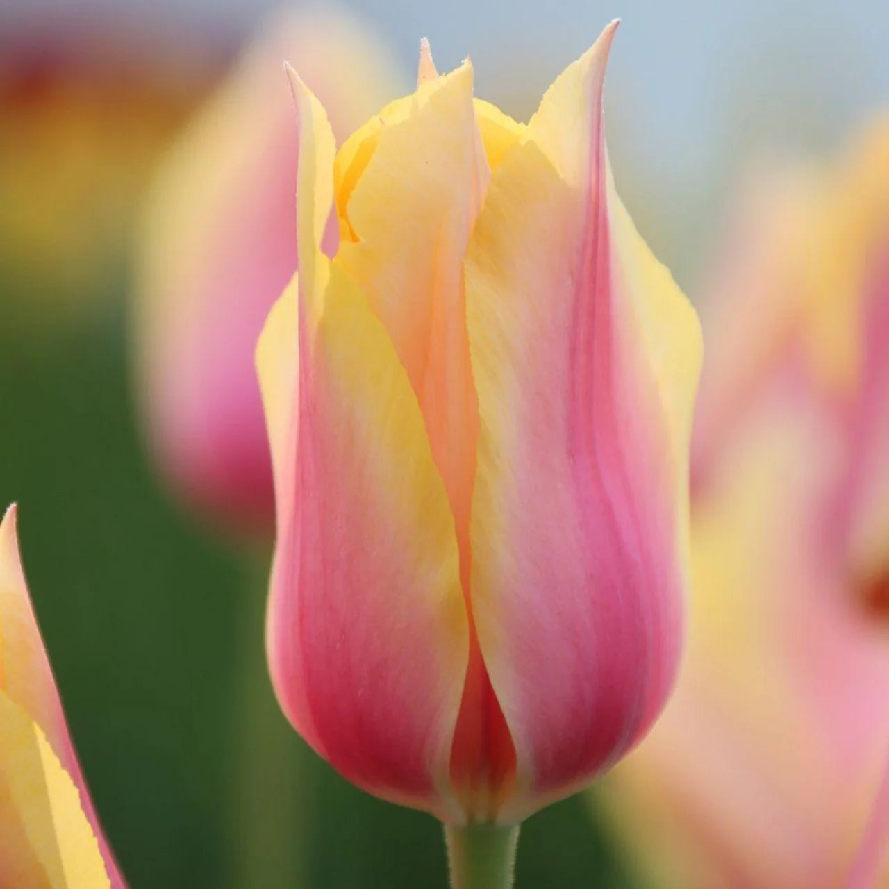 Yellow & Pink F Tulip lower seeds for Planting - Perfect for Borders, Heirloom & GMO Free Seeds for Home Garden