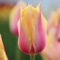 Yellow & Pink F Tulip lower seeds for Planting - Perfect for Borders, Heirloom & GMO Free Seeds for Home Garden