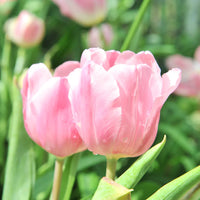 Light Pink Tulip Flower Seeds Flower seeds for Planting Cut Flower Favorite Heirloom & GMO Free Seeds for Home Garden