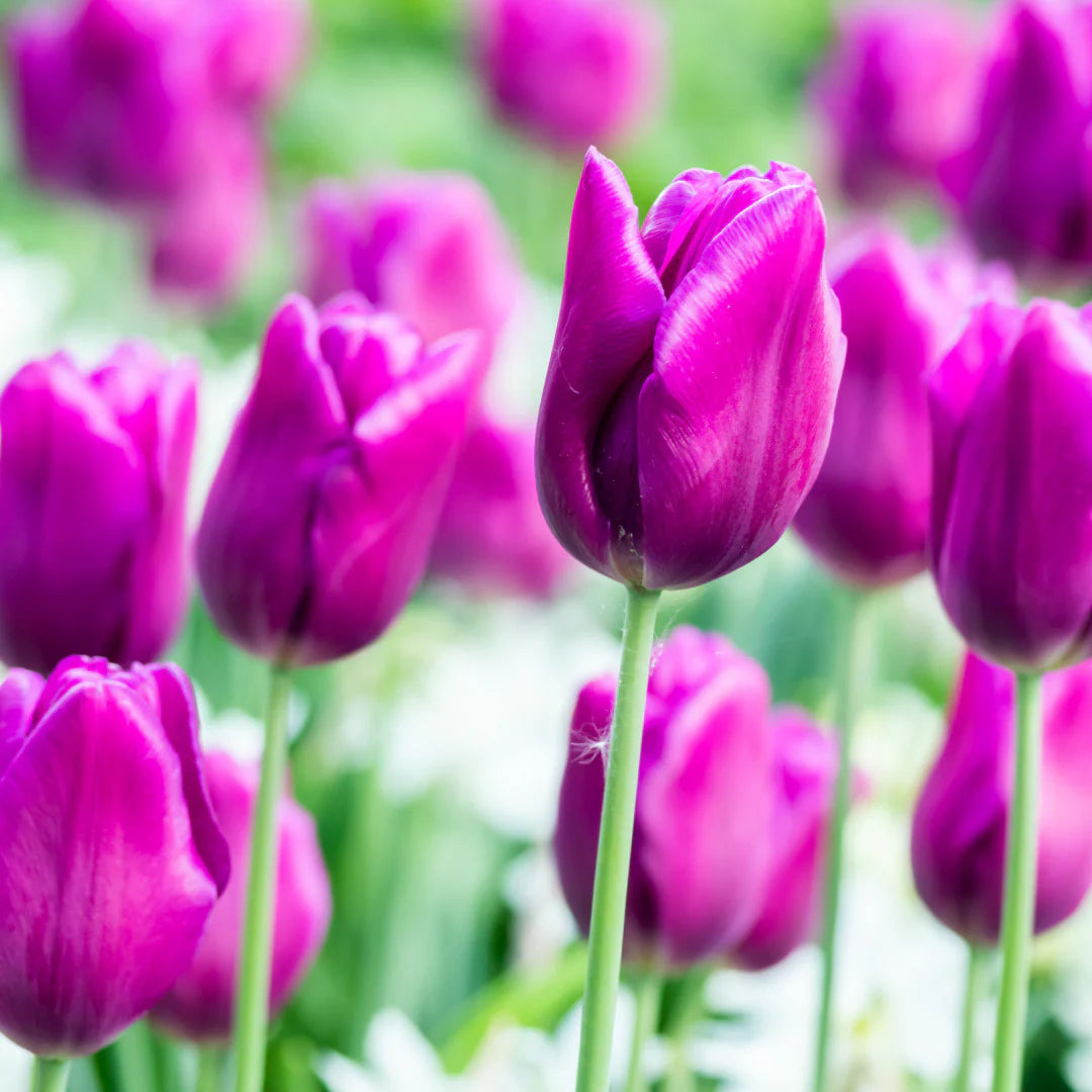 Purple Tulip Flower Seeds for Garden Garden Favorite Heirloom & GMO Free Seeds for Home Garden
 
 Sale