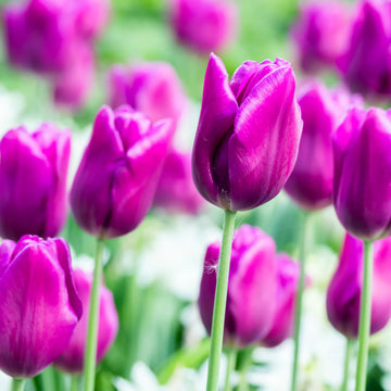 Lavender Tulip Flower seeds for Planting Seasonal Bloomer Heirloom & GMO Free Seeds for Home Garden 
 
 Sale