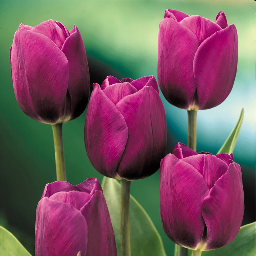Dark Purple Tulip Flower Seeds for Planting Bright Blooms Heirloom & GMO Free Seeds for Home Garden
 
 Sale
