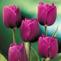 Dark Purple Tulip Flower Seeds for Planting Bright Blooms Heirloom & GMO Free Seeds for Home Garden
 
 Sale